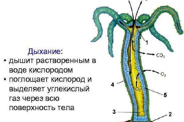 Рабочая blacksprut на сегодня клаб