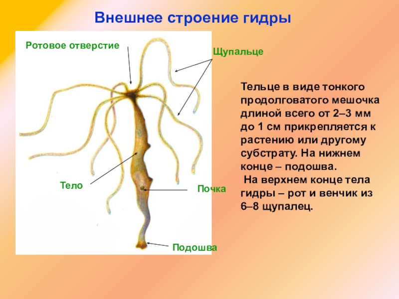 Рабочие ссылки на блэк спрут